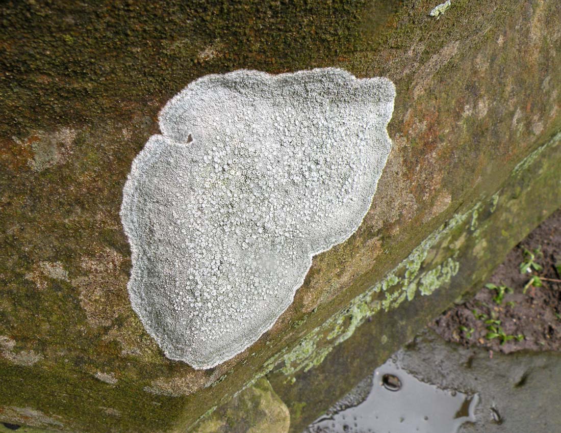 Visitando una abbazia gotica...